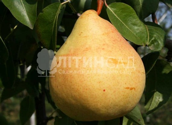 Колоновидна Груша "Даликор"