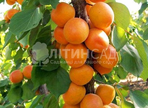 Колоновидний Абрикос "Зоряний"