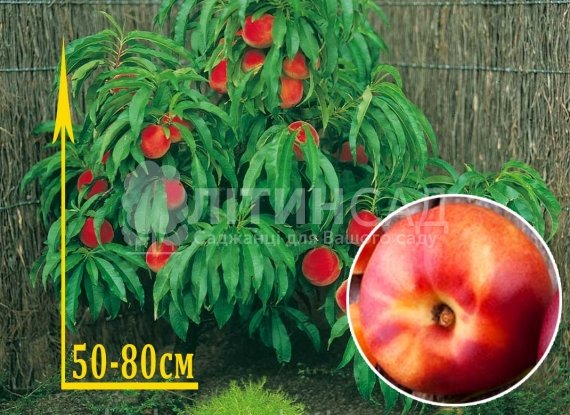 Колоновидний Нектарин "Фантазія"