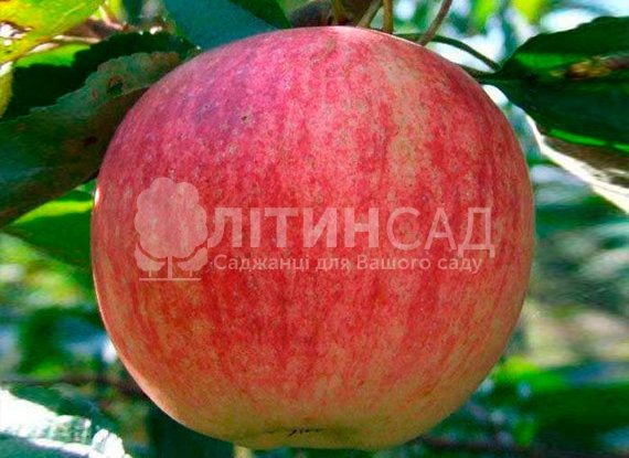 Яблуня Конфетка (Конфетное)