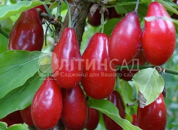 Кизил Кораловий Марка