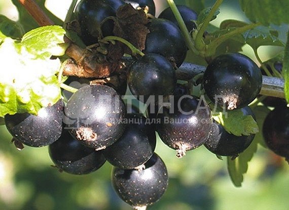 Смородина Краса Львова