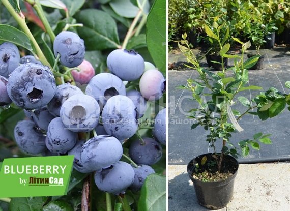 Лохина суперврожайна "Легаси" (пізній сорт) горшок 1л