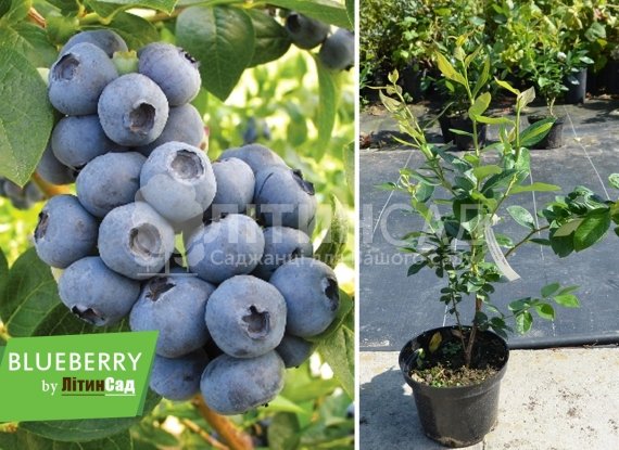 Лохина суперврожайна "Легаси" (пізній сорт) горшок 1л