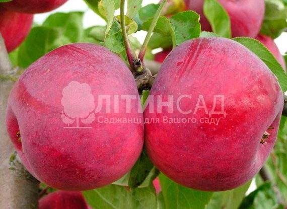 Яблуня Макінтош