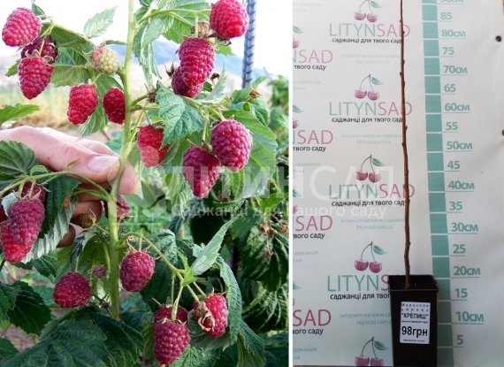 Малинове дерево "Крепиш" ремонтантний сорт, горшок 1,7л