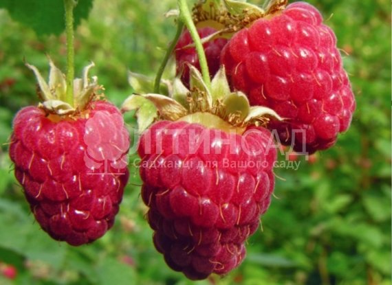 Малинове дерево "Крепиш" ремонтантний сорт, горшок 1,7л