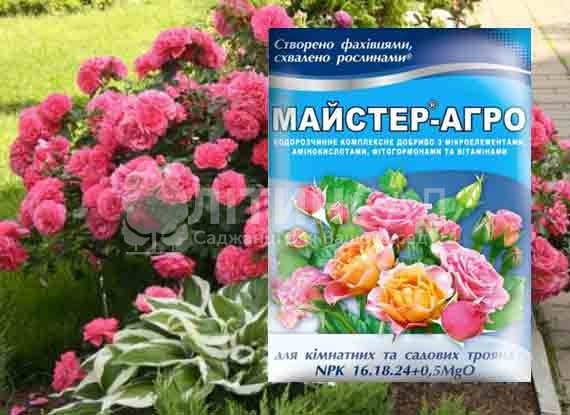 Майстер для троянд, 25г.