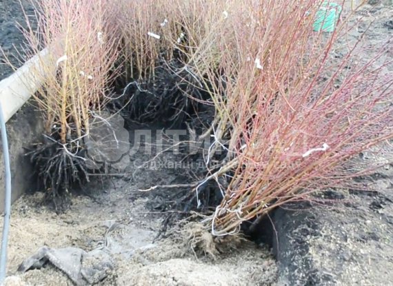 Підщепа Мигдаль сіянці