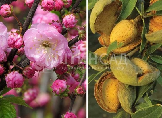 Мигдаль (солодкий) "Форос" (Дворічний)