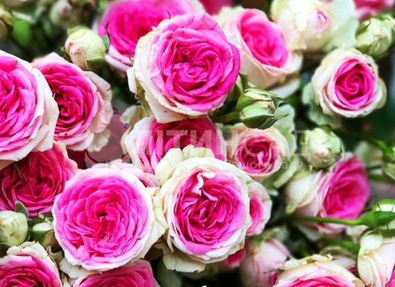 Троянда спрей - Мімі Еден