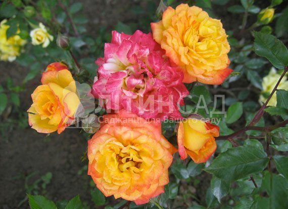 Троянда мініатюрна - Колібрі