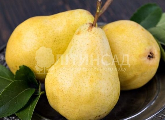 Груша Таврійська