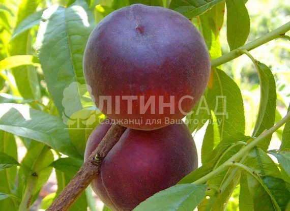 Персик Азорит