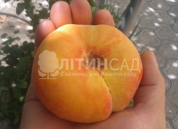 Персик Бельмондо