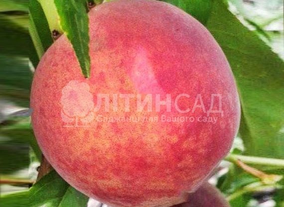 Персик Кондор