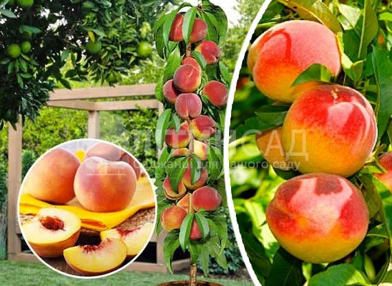 Колоновидный Персик "Медовый"