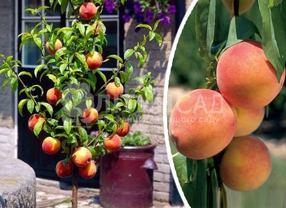 Колоновидный Персик Сувенир