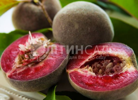 Персик Эритрокарпа