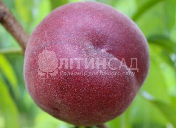 Персик Роял Глори