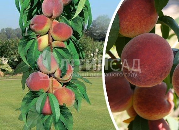 Колоновидный Персик Штайнберг