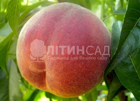 Персик Флемінг Фьюрі pf-23