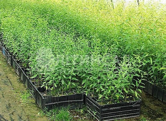 Підщепа Мигдаль сіянці