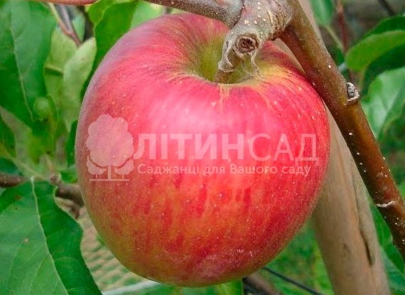 Яблуня Пірос