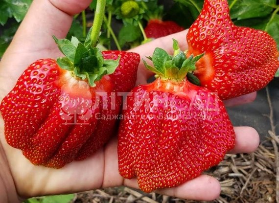 Полуниця Азія