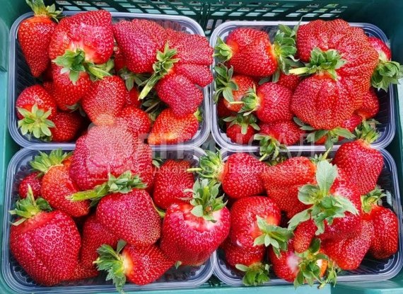 Полуниця Азія