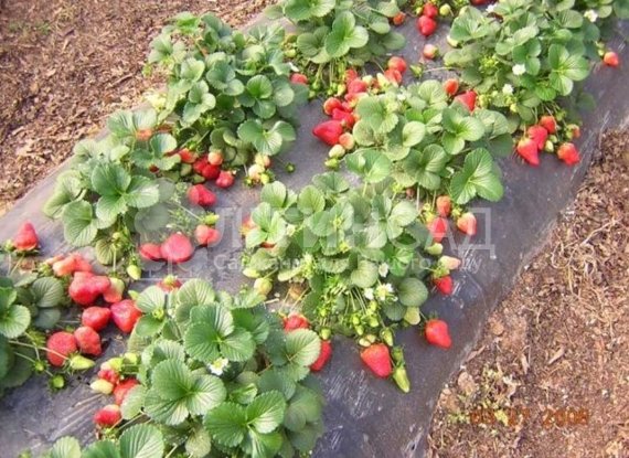 Полуниця Квики