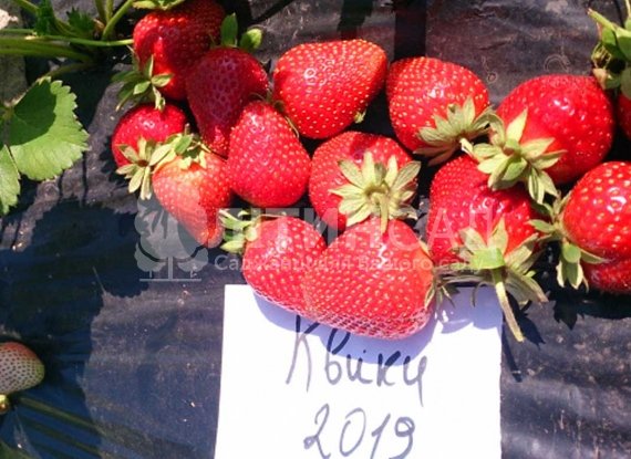 Полуниця Квики