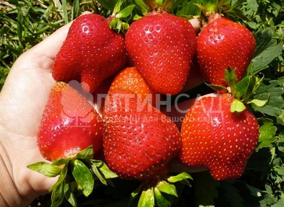 Полуниця Монтерей