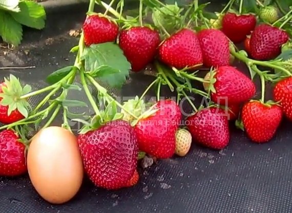 Полуниця Вайбрант (20шт)