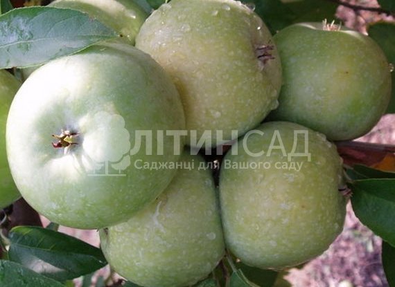 Яблуня Ренет Кубанський