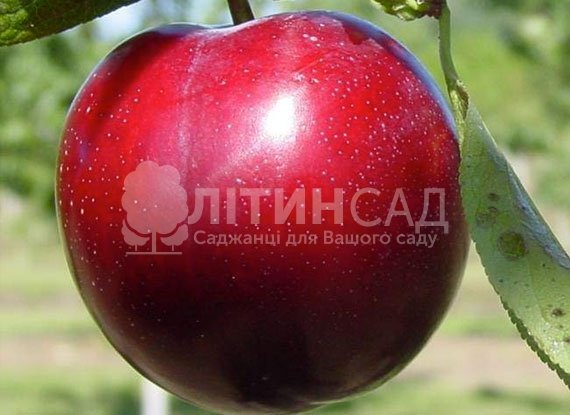 Слива Ред Харт