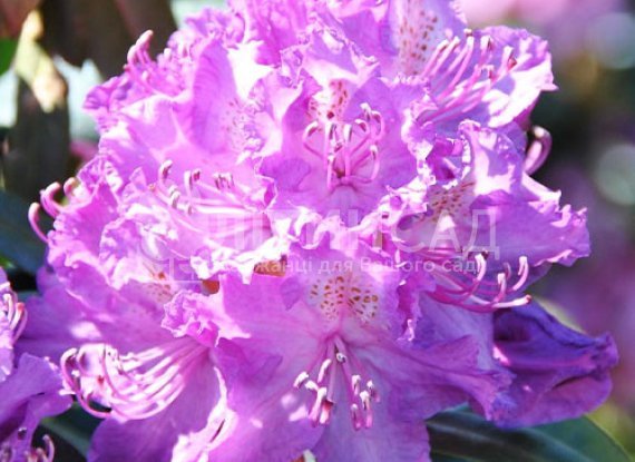 Рододендрон Alfred