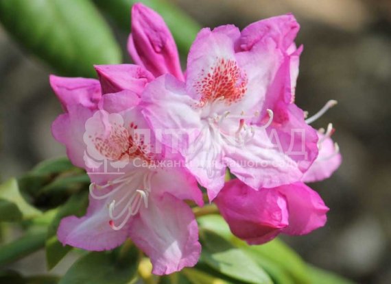 Kazimierz Odnowiciel "Казимир Одновичел"