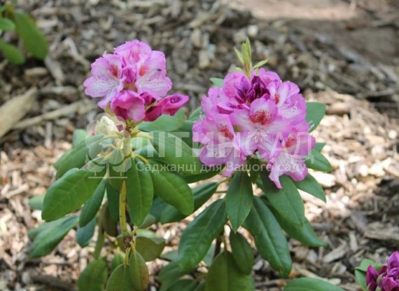 Kazimierz Odnowiciel "Казимир Одновичел"