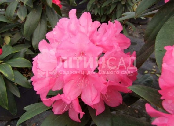 Рододендрон гібридний Królowa Bona "Королева Бона" горшок С3