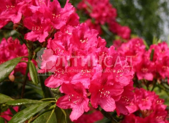 Рододендрон гібридний Nova Zembla "Нова Зембла" горшок С3