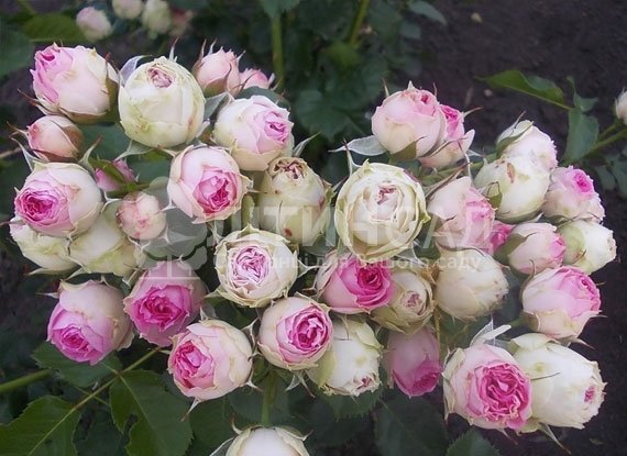 Троянда спрей - Мімі Еден