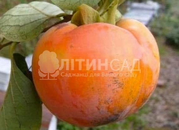 Хурма Джон Рік (дворічна) - рання, самоплідна, морозостійка