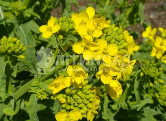 Гірчиця біла 1кг (сидерат, медонос)