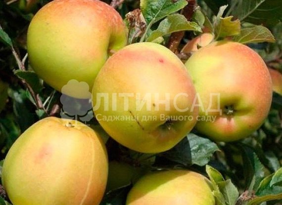Яблуня Скіфське золото