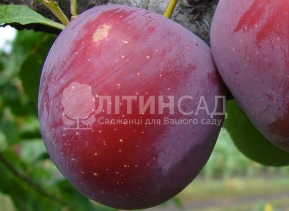 Слива Бербанк Гигант 