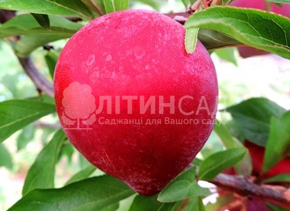 Слива Формоза