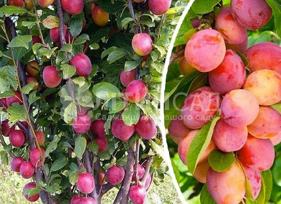 Колоновидная Слива Империал