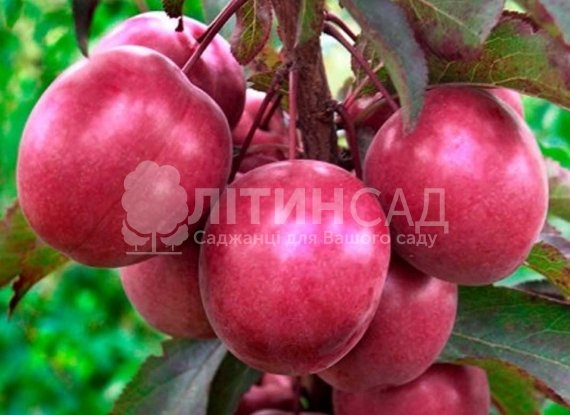 Слива Писсарди (декоративна)