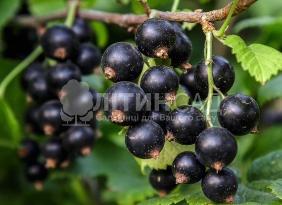 Смородина Черешнева
